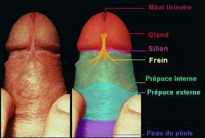 anatomie du p�nis