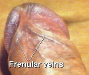 veines et art�res du frein